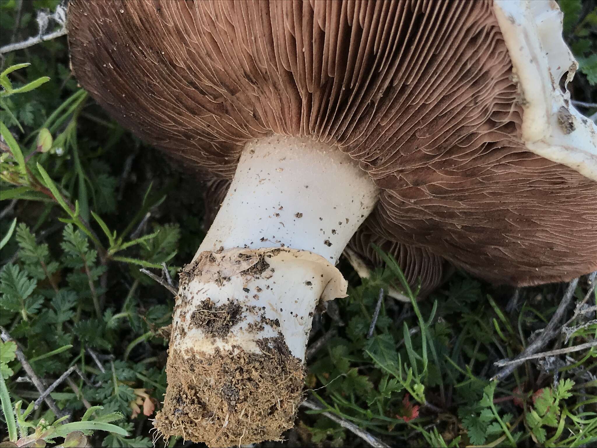 Image of Agaricus pilosporus Peck 1905