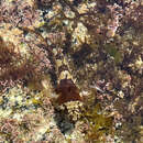 Image of Elegant sculpin