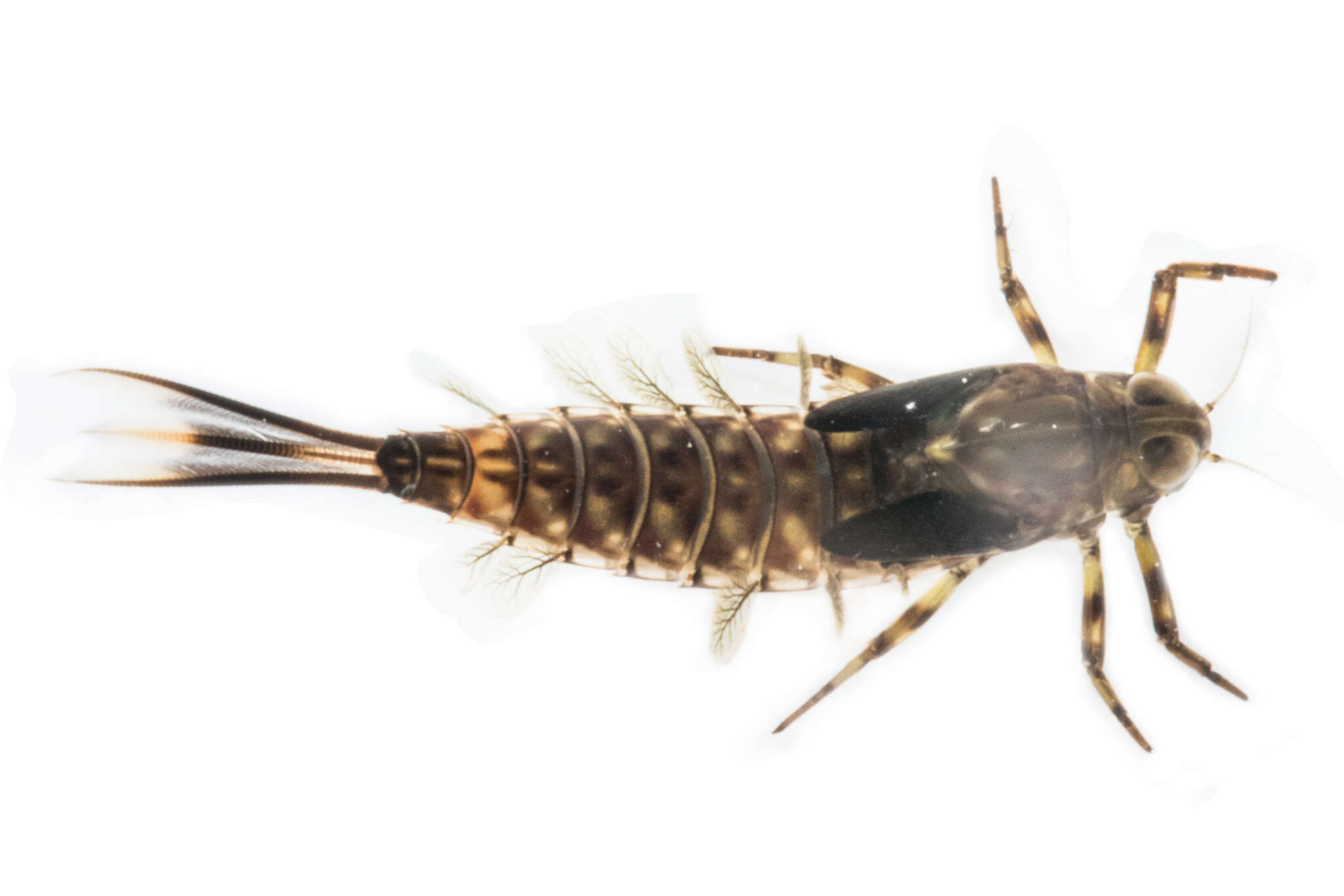 Image of Nesameletus ornatus (Eaton 1883)