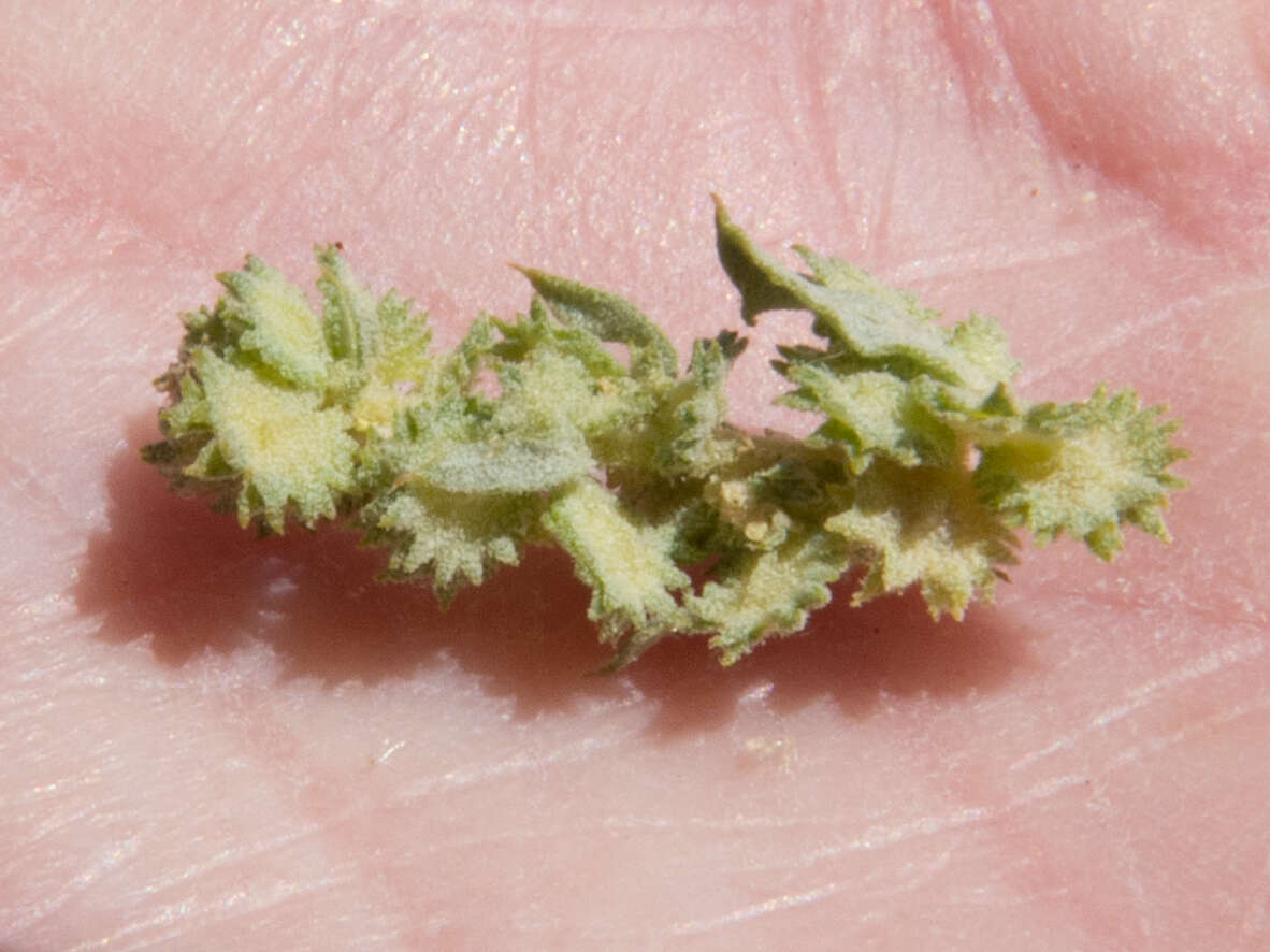 Image of wheelscale saltbush