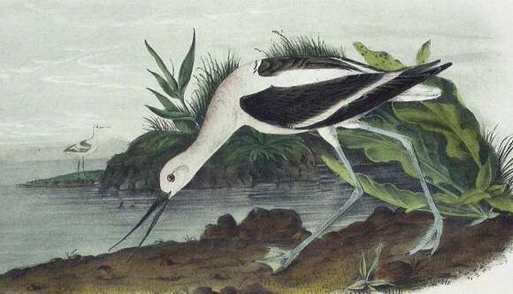 Image of Recurvirostra Linnaeus 1758