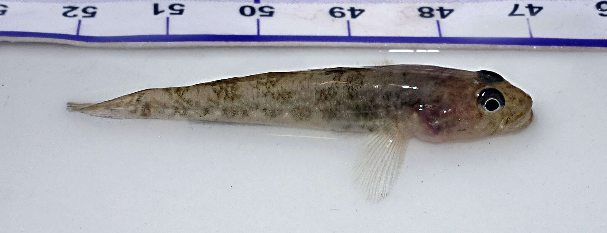 Image of Long-headed goby