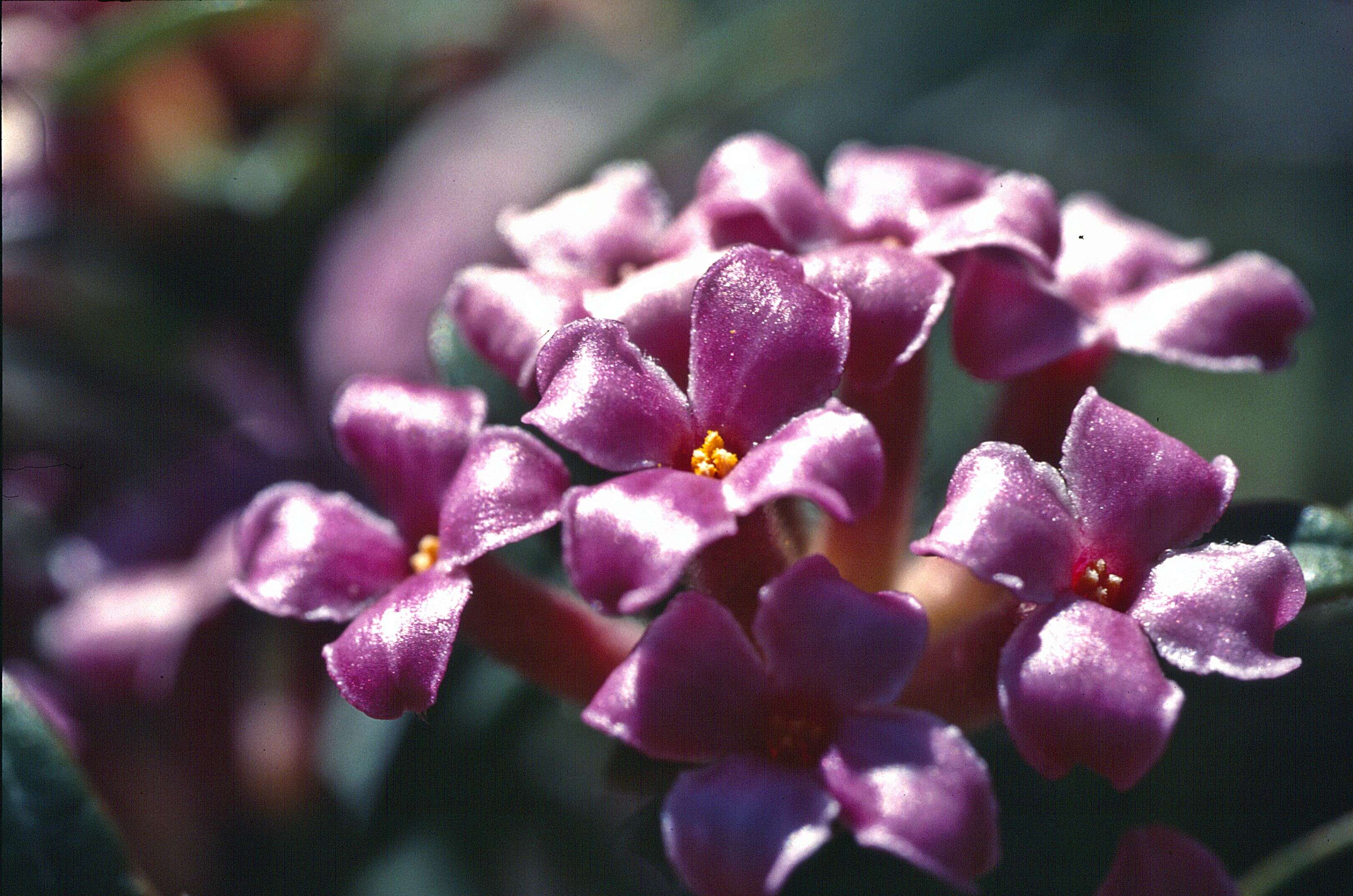 Image of Daphne sericea Vahl