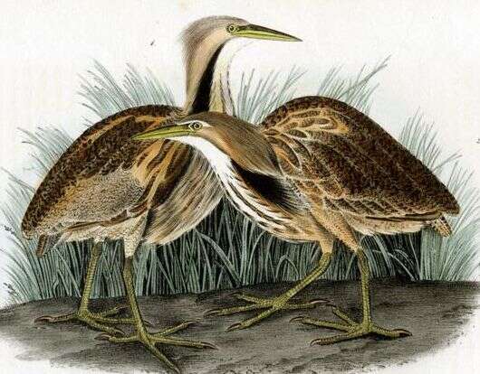 Image of herons and bitterns