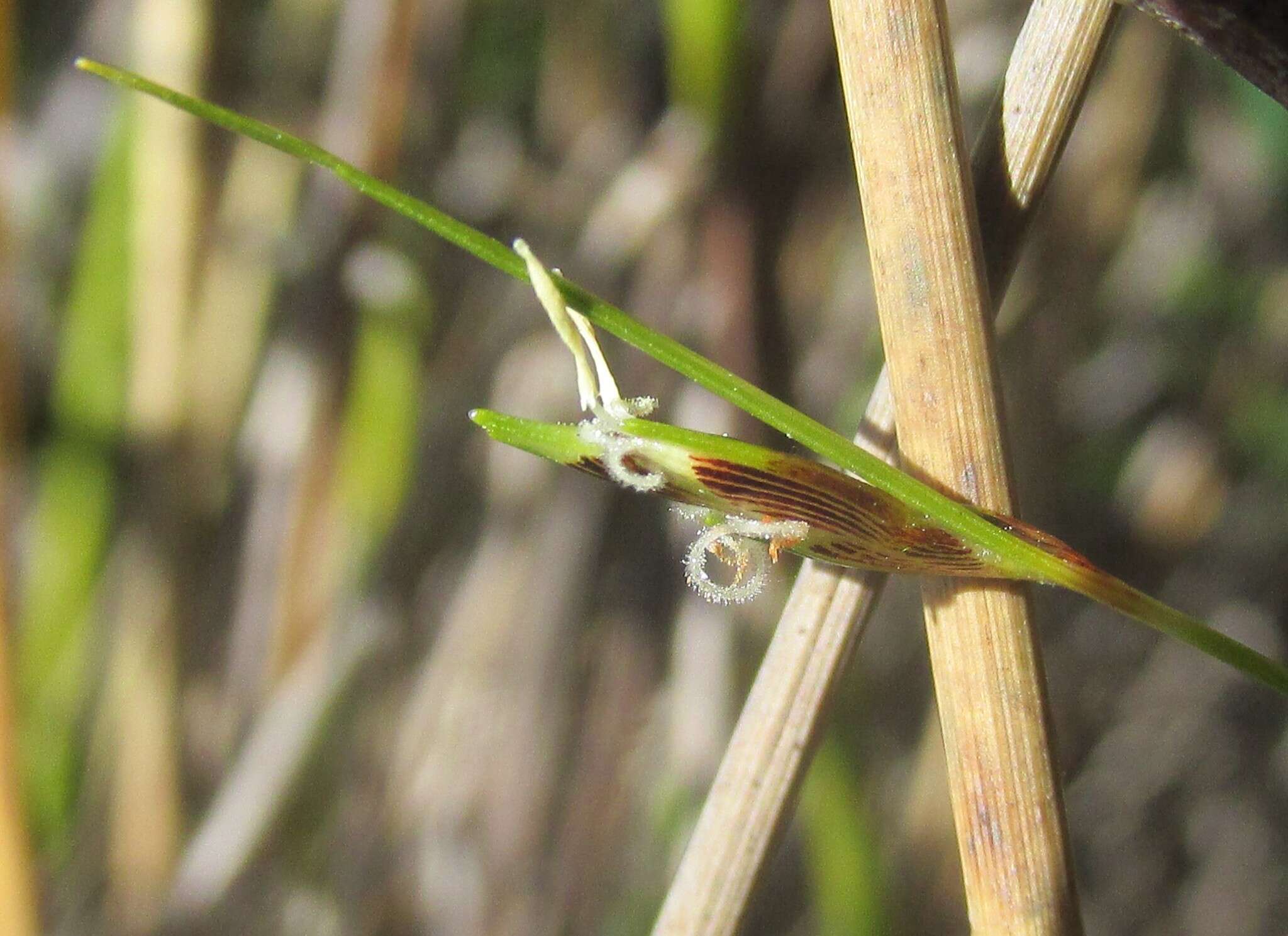 Image of Ficinia capillifolia (Schrad.) C. B. Clarke