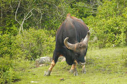 Image of Gaur