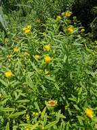 Image of shrubby St. Johnswort