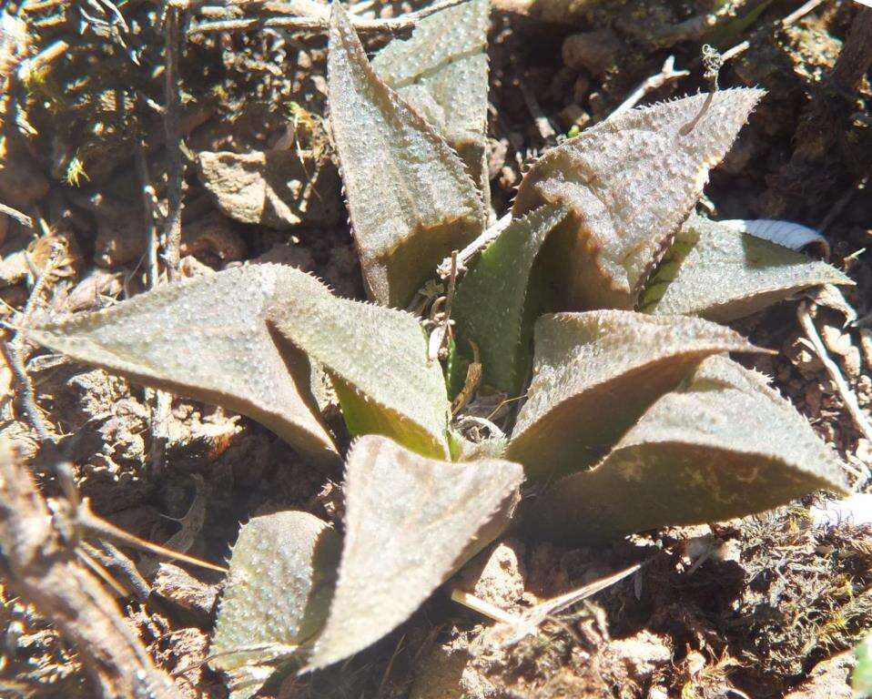 Слика од Haworthia magnifica Poelln.