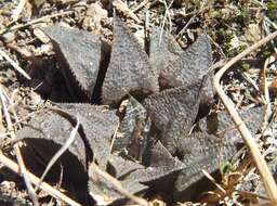 Слика од Haworthia magnifica Poelln.