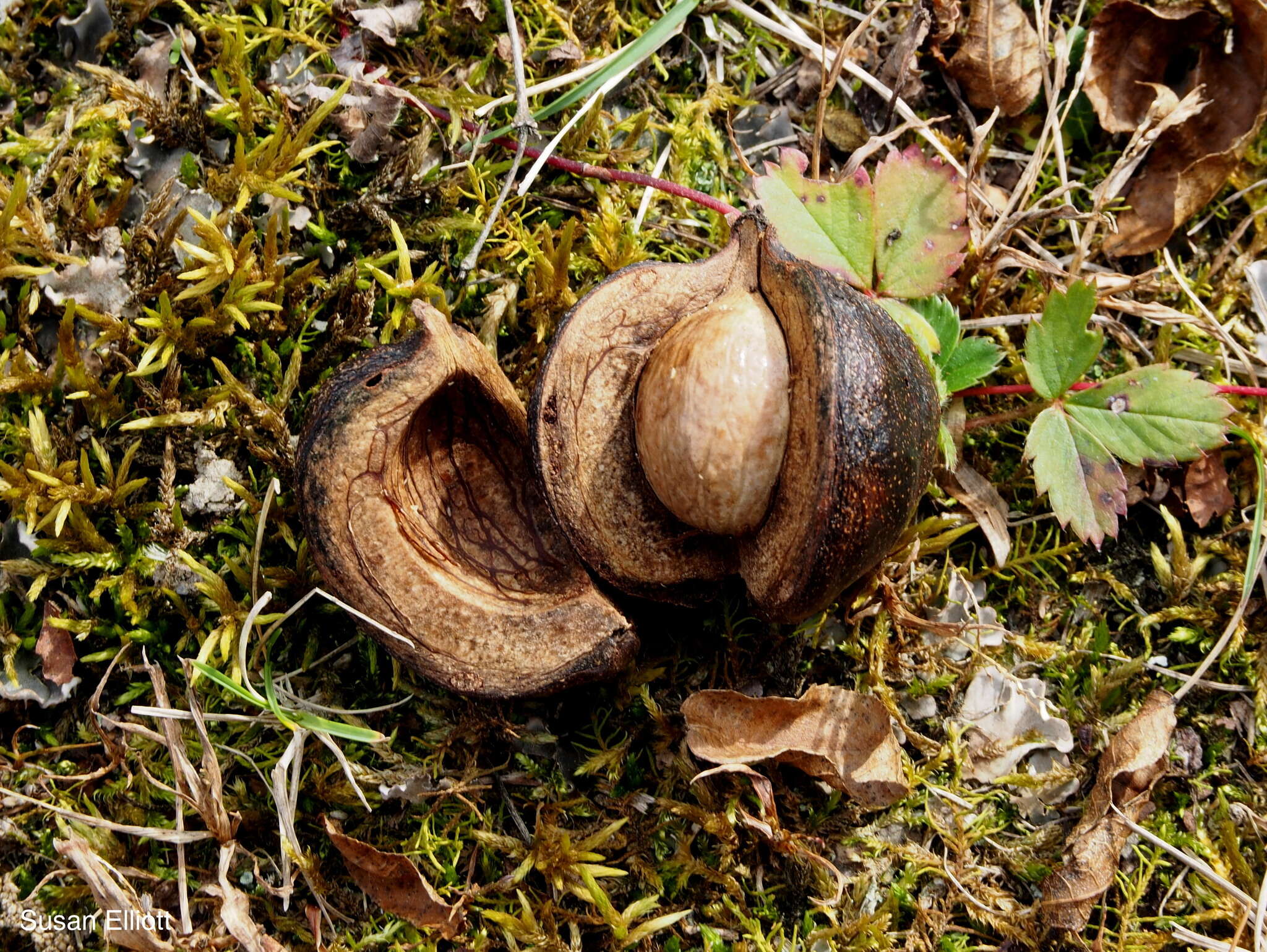 Image of shagbark hickory