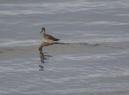 Image of Greater Yellowlegs