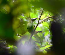 Imagem de Aulacorhynchus albivitta (Boissonneau 1840)