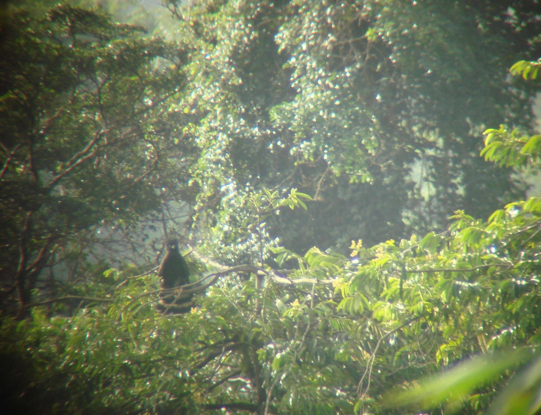 Image of Spizaetus tyrannus serus Friedmann 1950