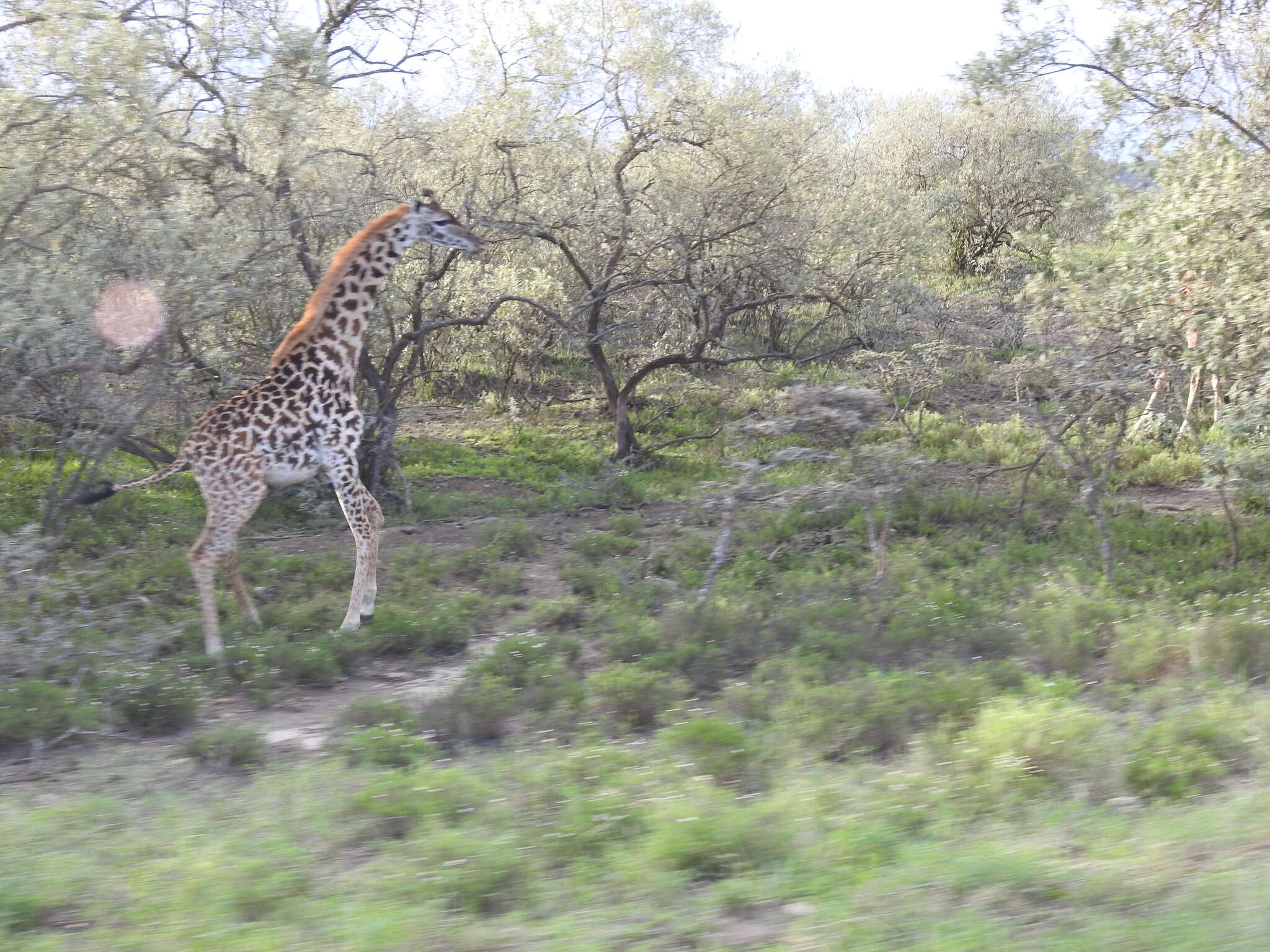 Image of Giraffa camelopardalis tippelskirchi Matschie 1898