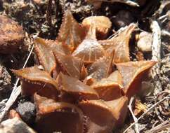 Image of Haworthia mirabilis (Haw.) Haw.