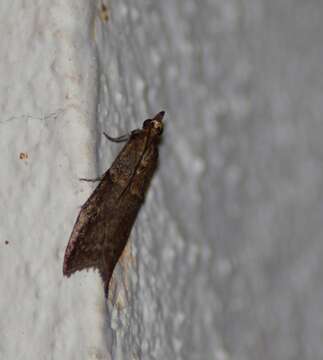 Image of Acrobasis obliqua Zeller 1847