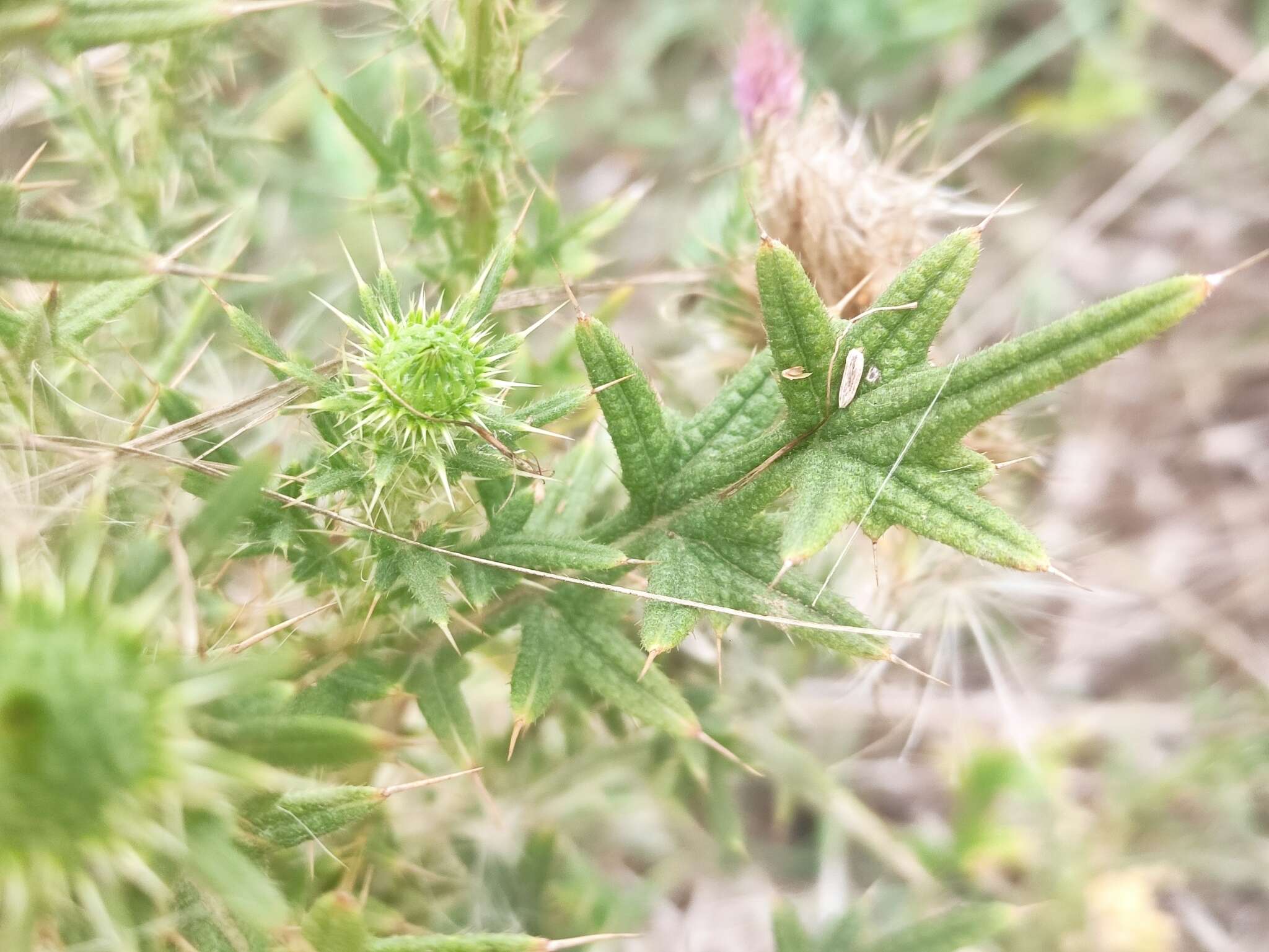 Image of <i>Cirsium <i>vulgare</i></i> subsp. vulgare