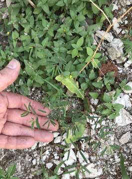 Image of prairie sandmat