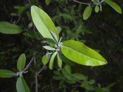 Image of cherry silverberry
