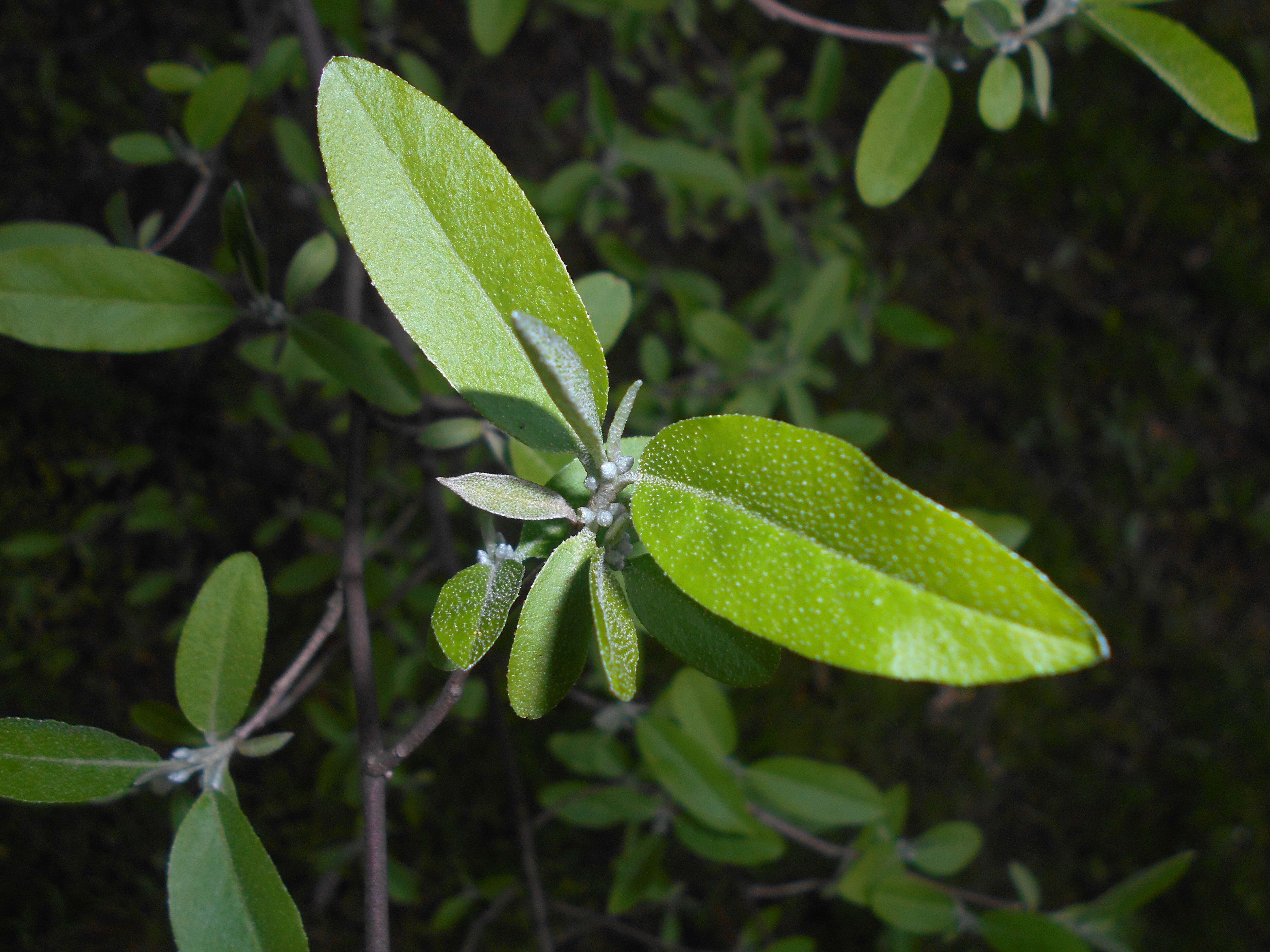 Image of cherry silverberry