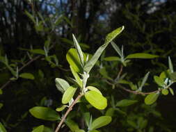 Image of cherry silverberry