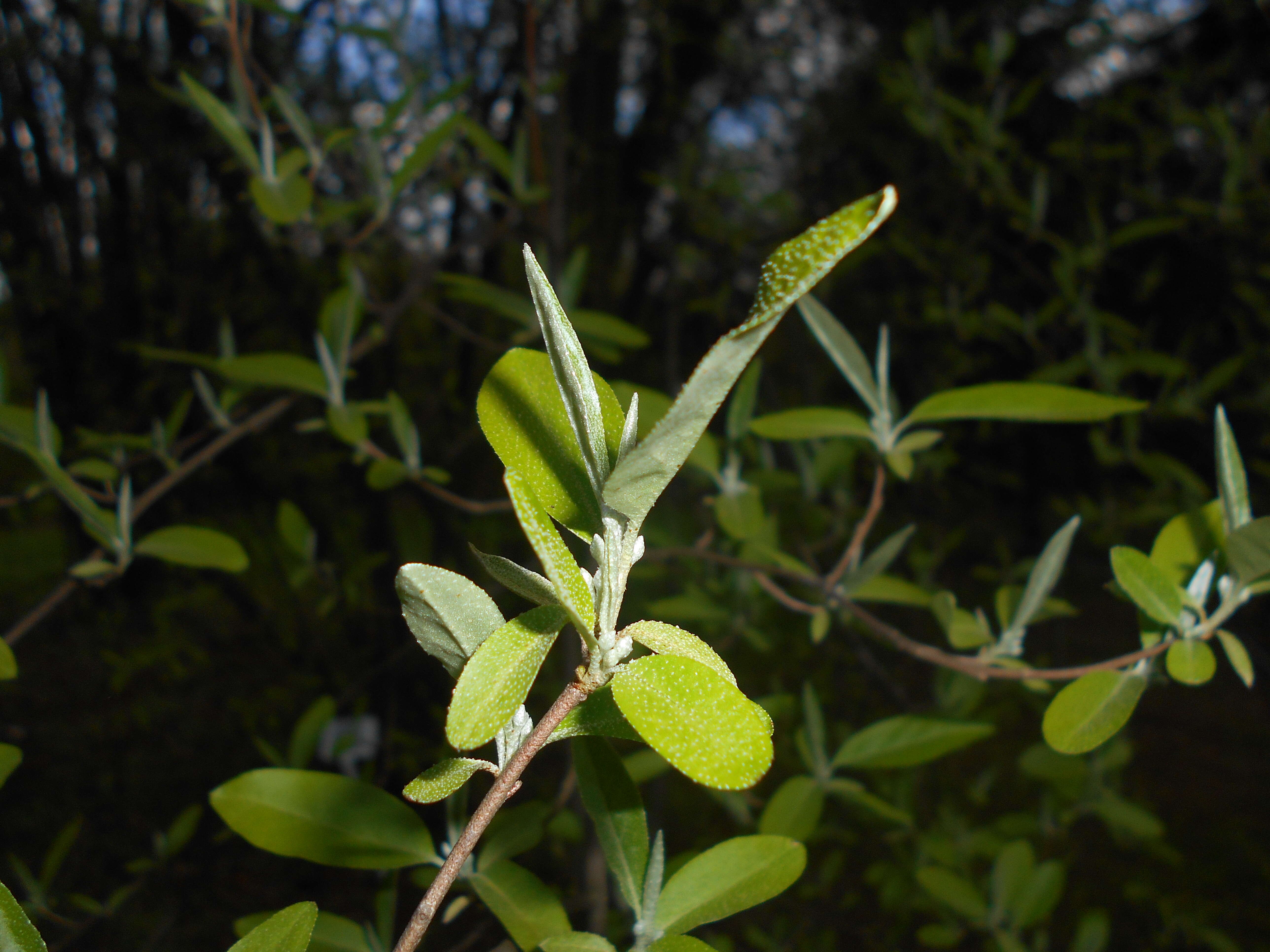 Image of cherry silverberry