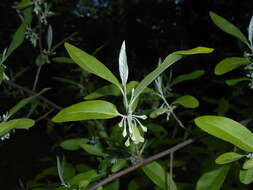 Imagem de Elaeagnus multiflora Thunb.