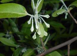 Image of cherry silverberry