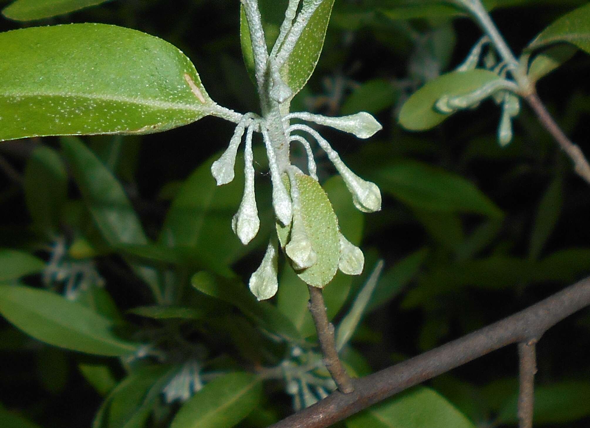 Image of cherry silverberry