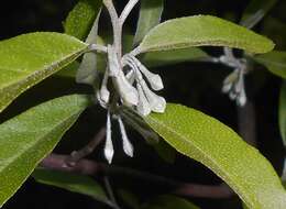 Image of cherry silverberry