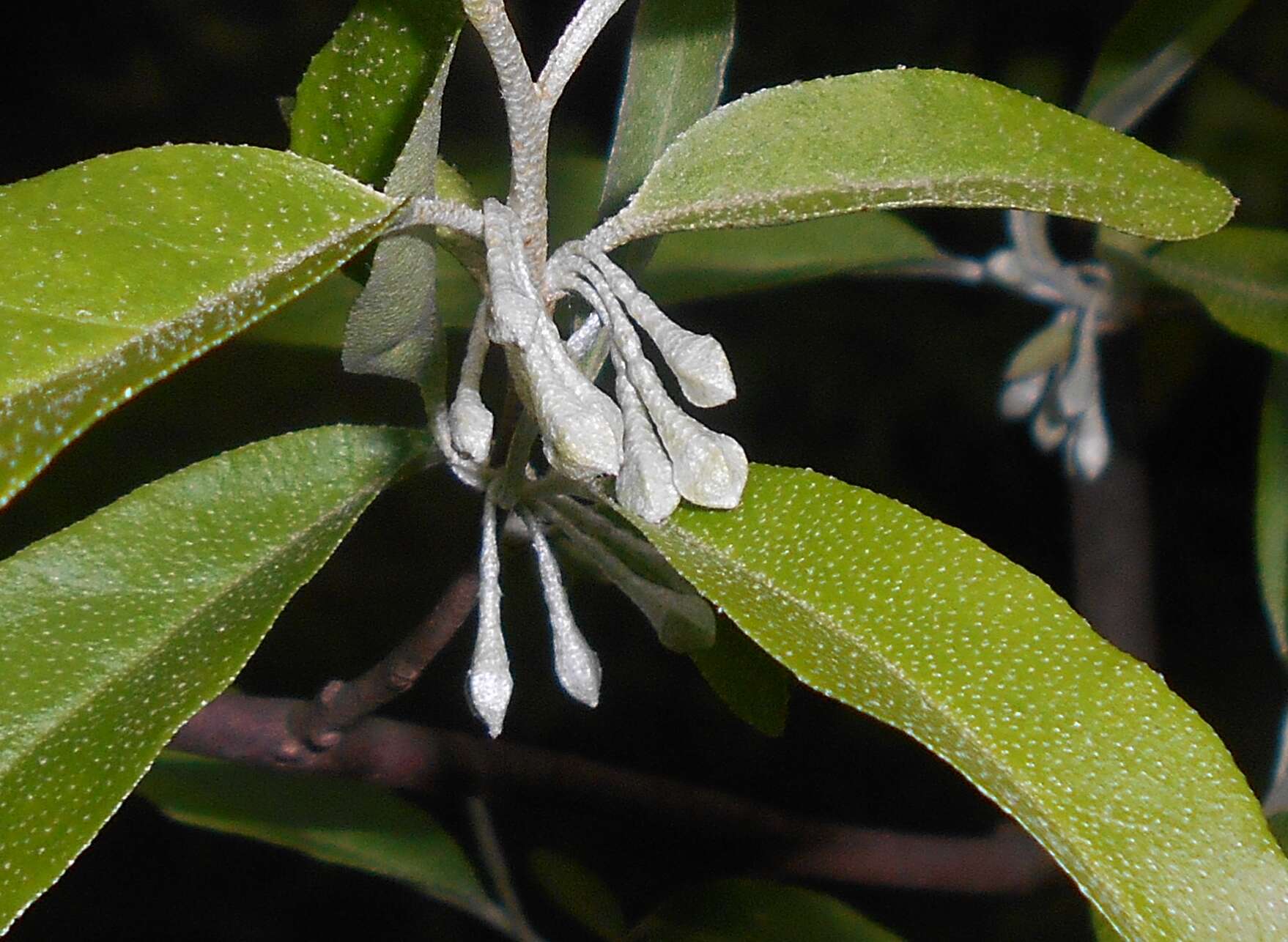 Image of cherry silverberry