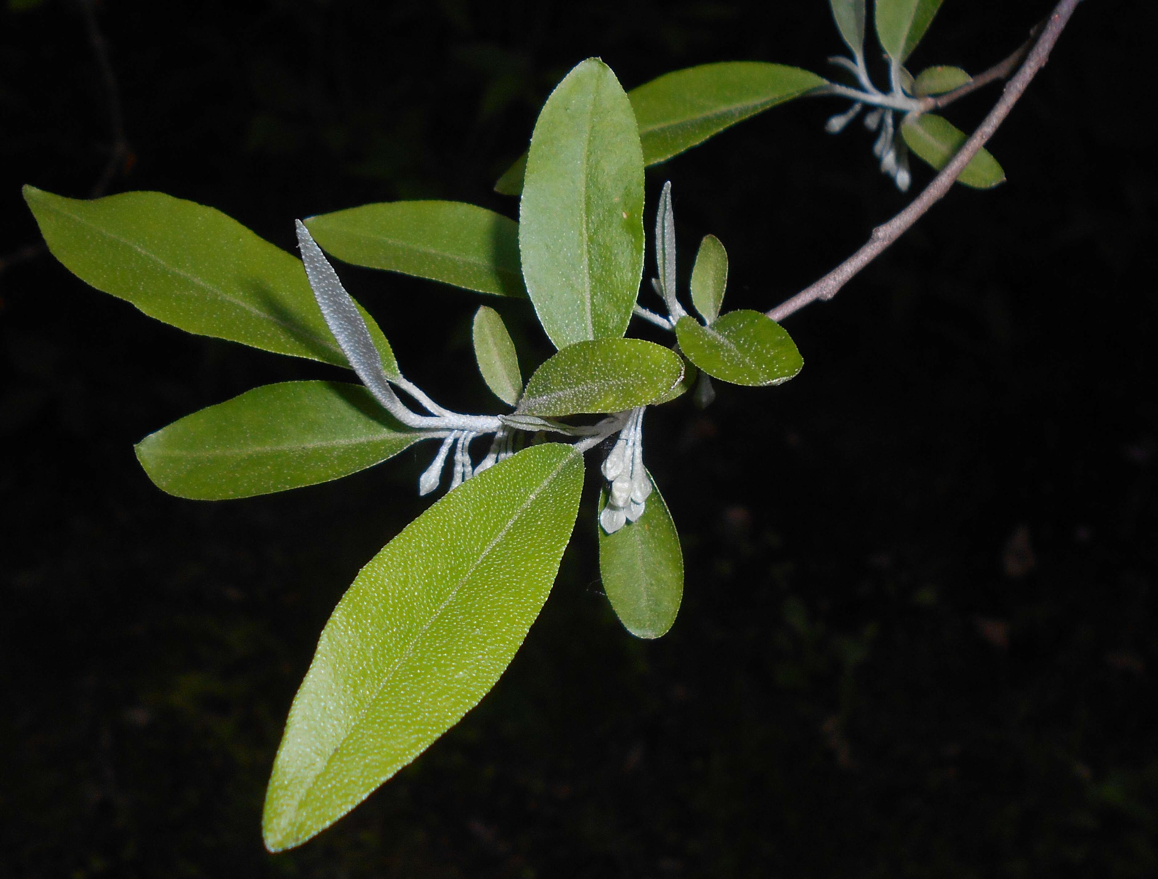 Imagem de Elaeagnus multiflora Thunb.