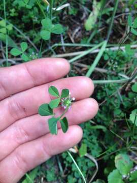 Image of nodding clover