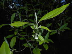 Image of cherry silverberry
