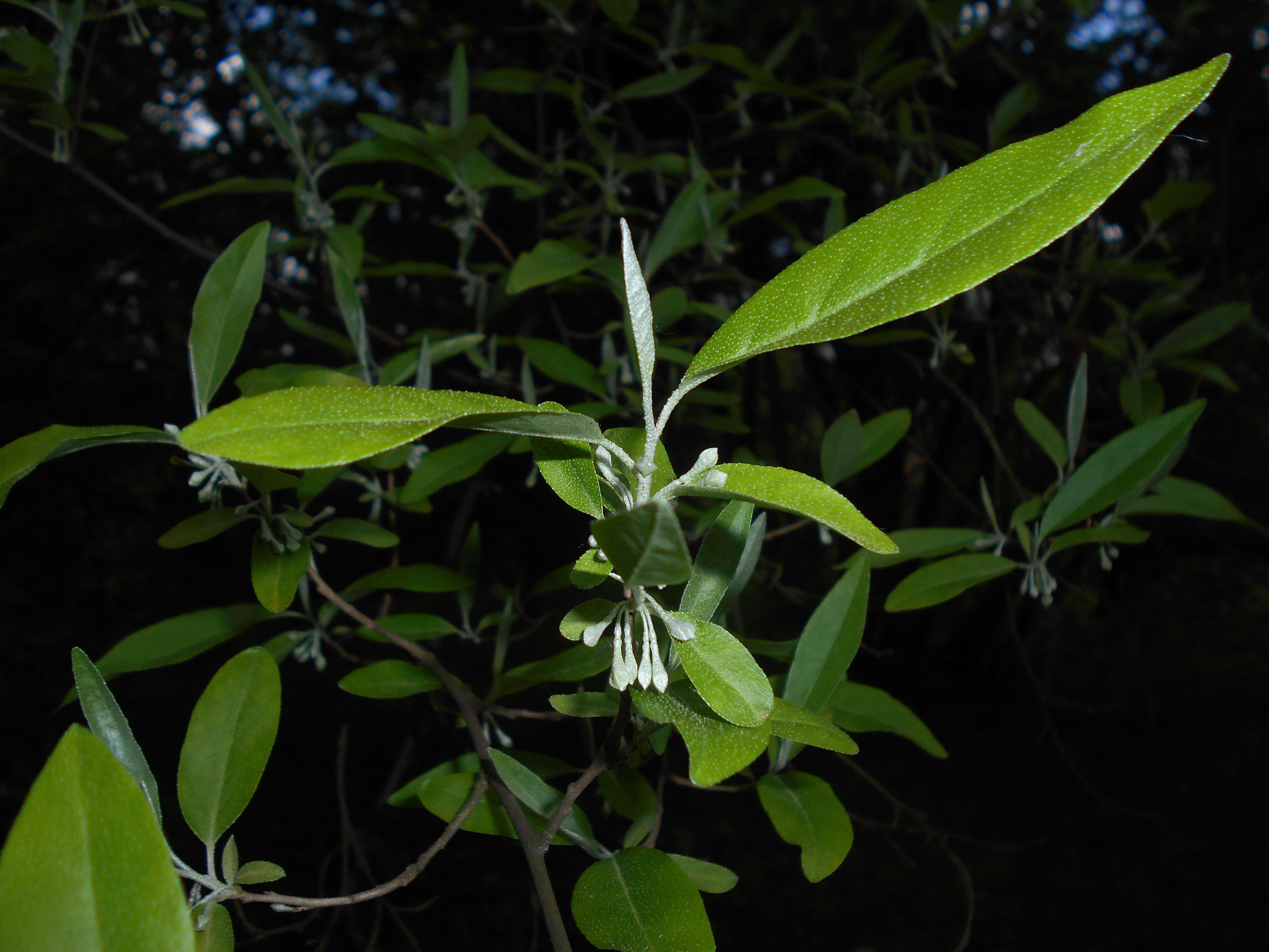 Image of cherry silverberry