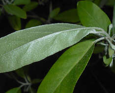 Image of cherry silverberry