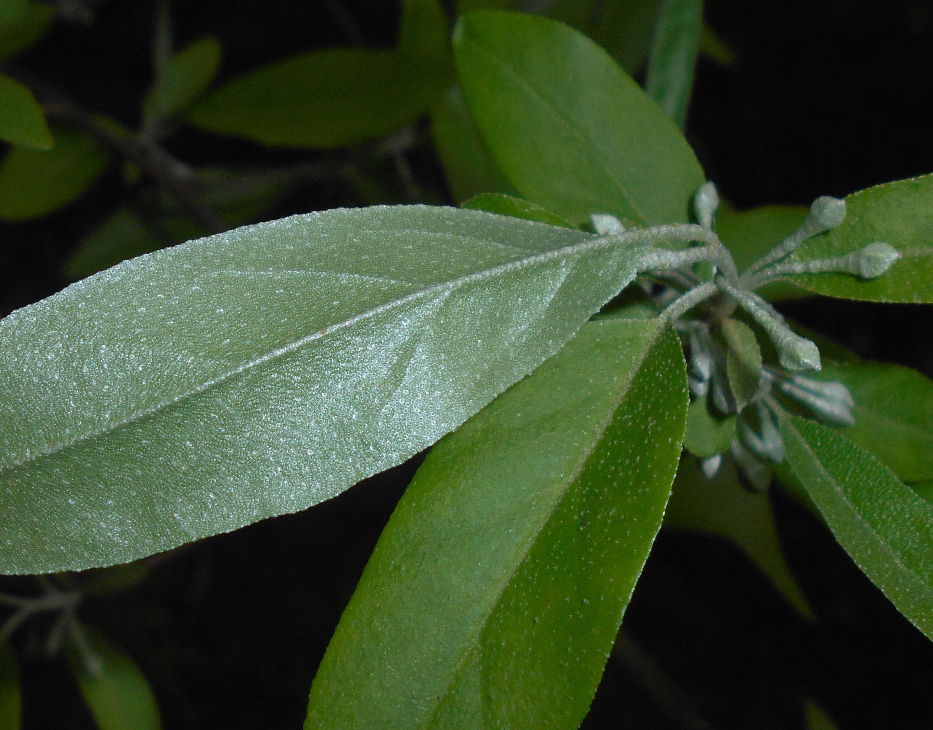 Image of cherry silverberry