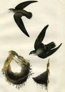 Image of Chimney Swift