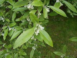 Imagem de Elaeagnus multiflora Thunb.