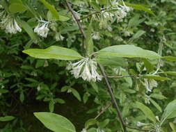Image of cherry silverberry