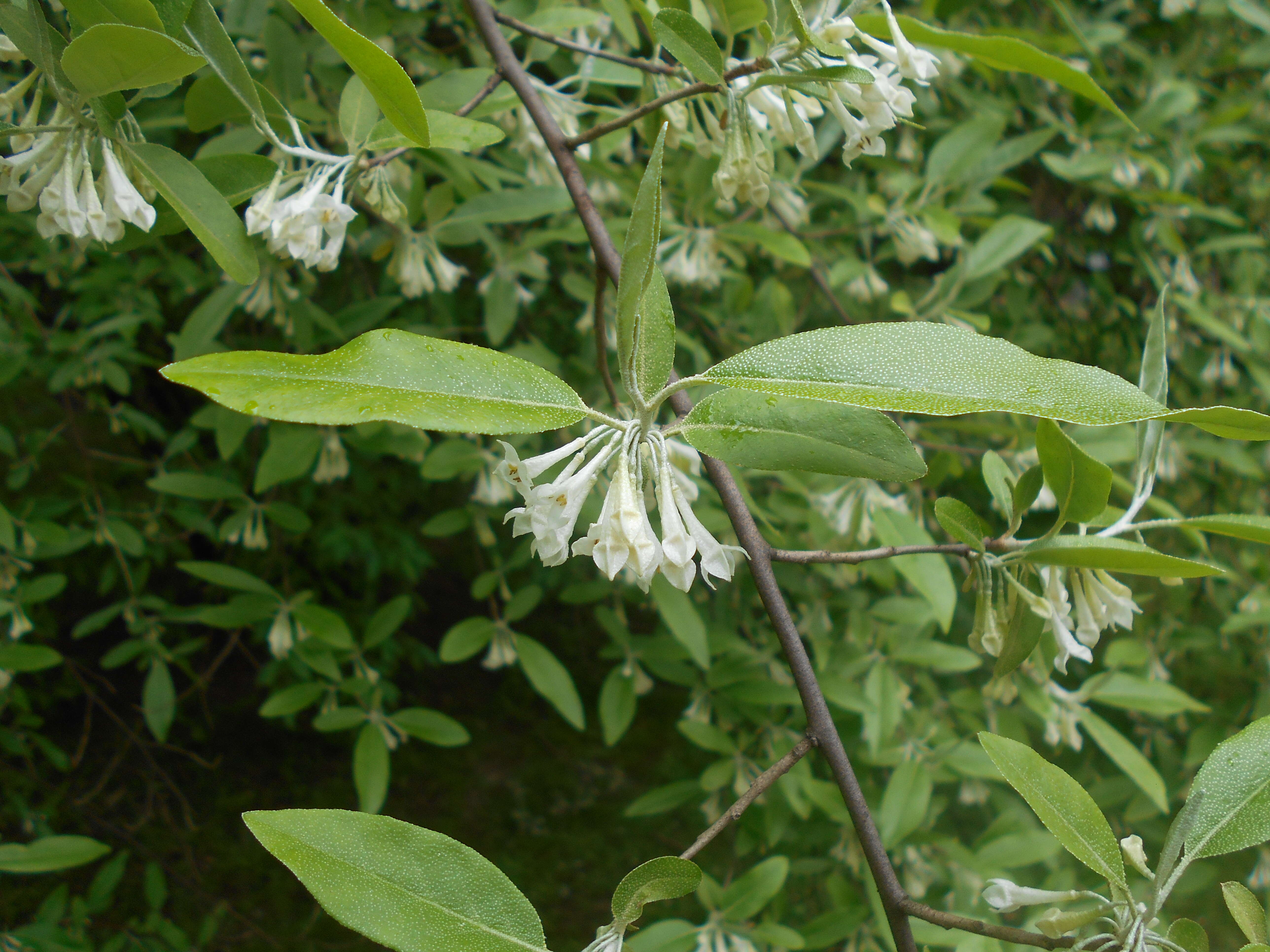 Image of cherry silverberry