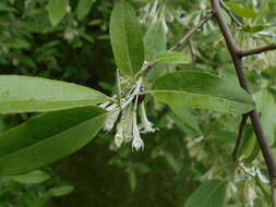 Image of cherry silverberry