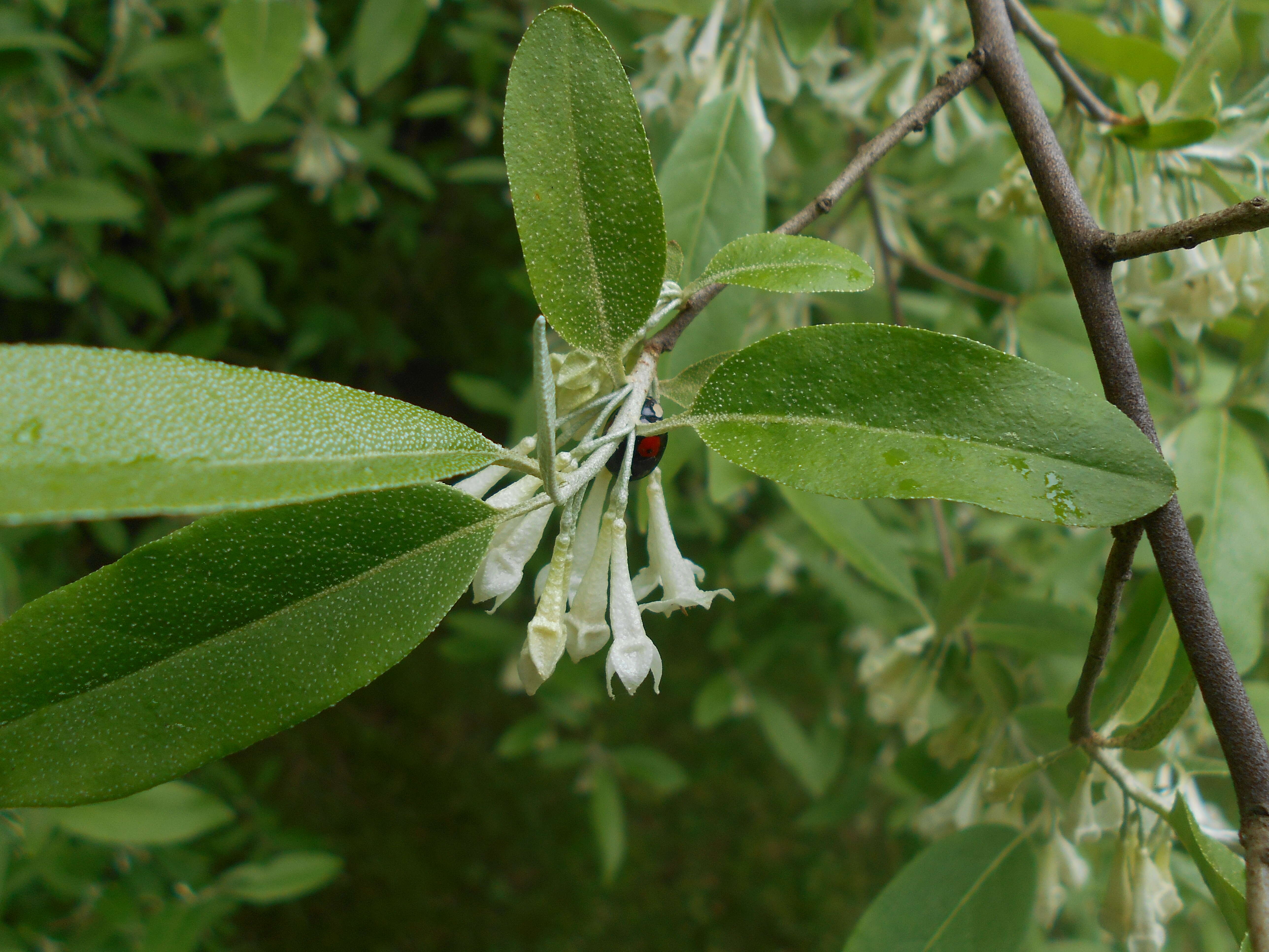 Image of cherry silverberry
