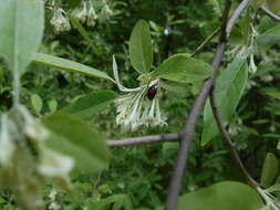 Image of cherry silverberry