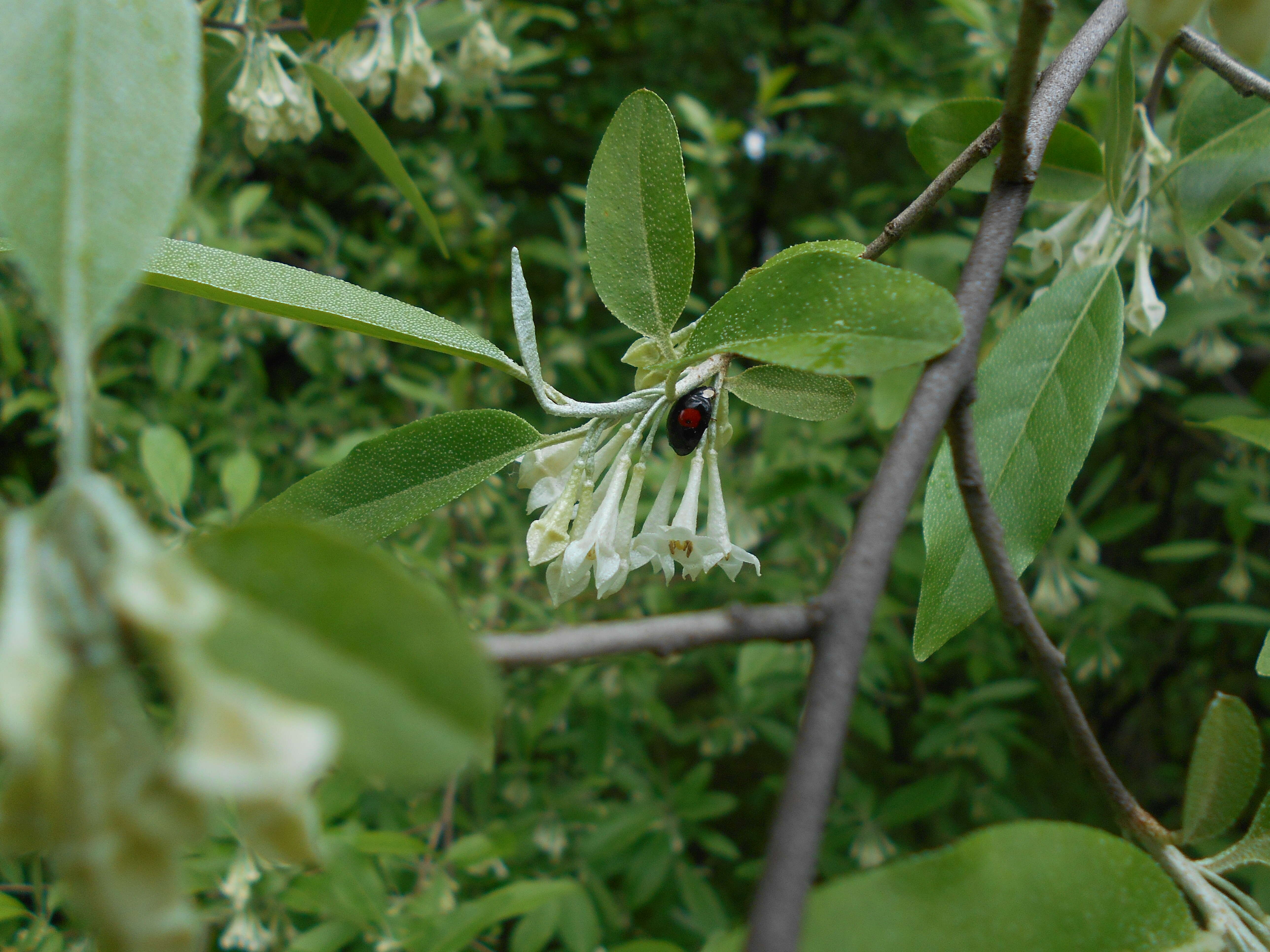 Image of cherry silverberry