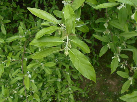 Image of cherry silverberry