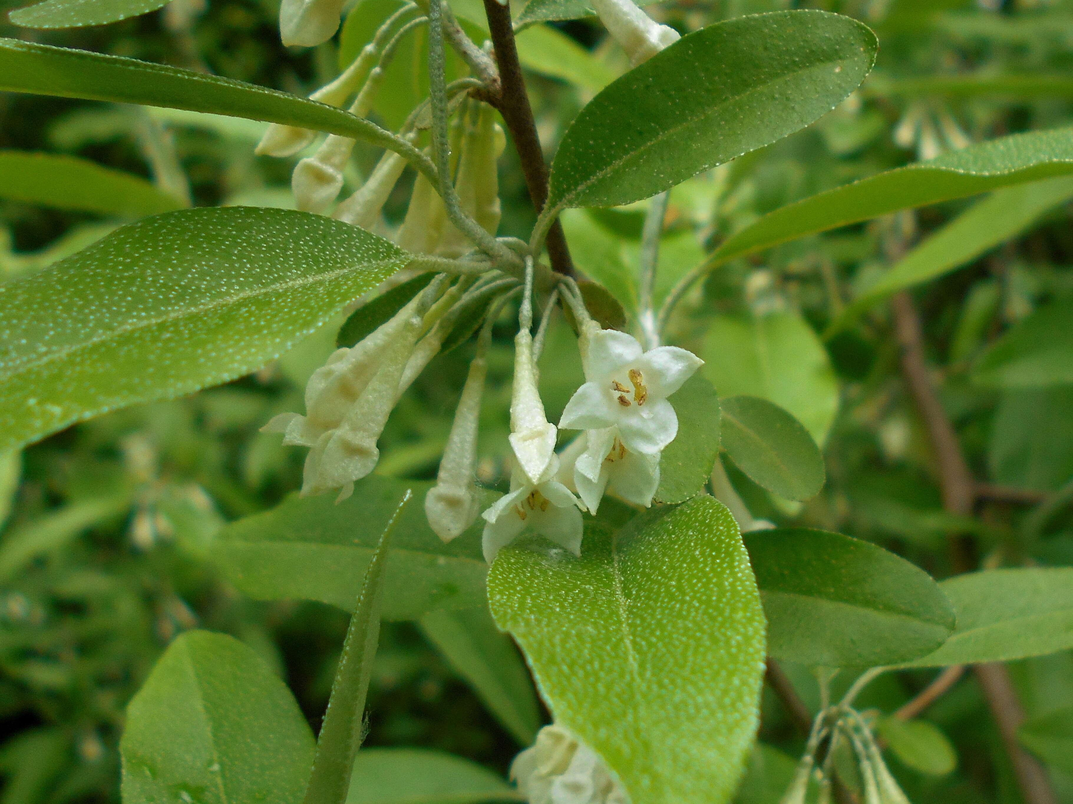 Image of cherry silverberry