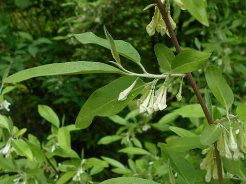 Image of cherry silverberry