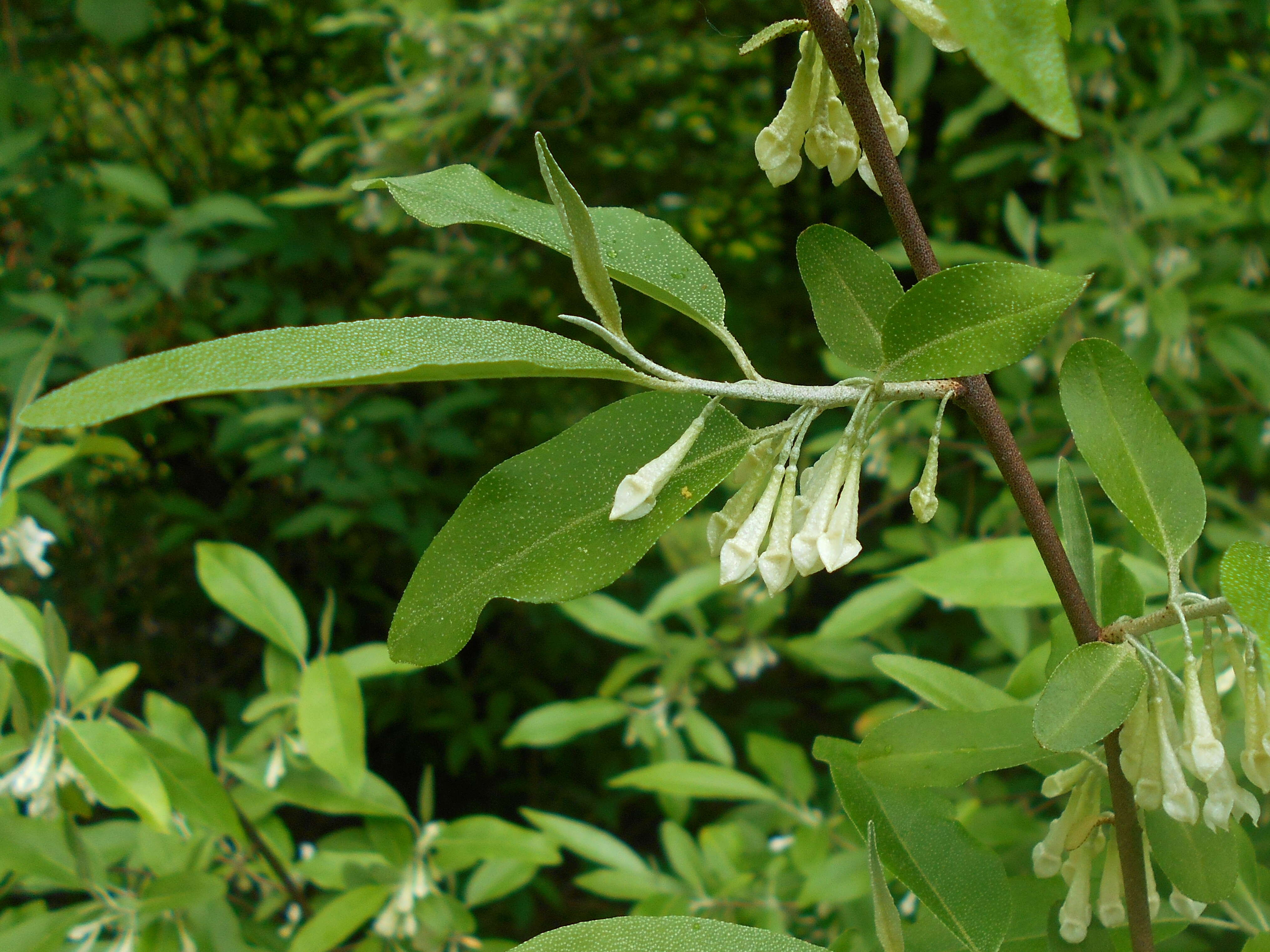 Image of cherry silverberry