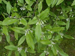 Image of cherry silverberry